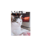 あっきんの猫 part 1     (吹き出し)（個別スタンプ：18）