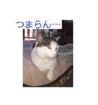 あっきんの猫 part 1     (吹き出し)（個別スタンプ：19）