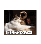 あっきんの猫 part 1     (吹き出し)（個別スタンプ：20）