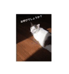 あっきんの猫 part 1     (吹き出し)（個別スタンプ：22）