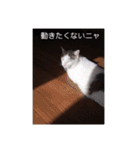 あっきんの猫 part 1     (吹き出し)（個別スタンプ：23）
