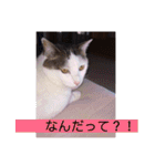 あっきんの猫 part 1     (吹き出し)（個別スタンプ：24）