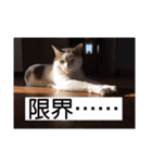 あっきんの猫 part 1     (吹き出し)（個別スタンプ：25）