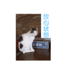 あっきんの猫 part 1     (吹き出し)（個別スタンプ：26）