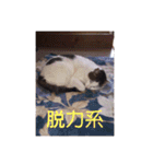 あっきんの猫 part 1     (吹き出し)（個別スタンプ：27）