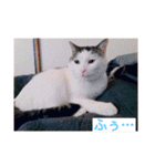 あっきんの猫 part 1     (吹き出し)（個別スタンプ：29）