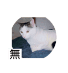 あっきんの猫 part 1     (吹き出し)（個別スタンプ：30）
