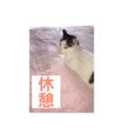 あっきんの猫 part 1     (吹き出し)（個別スタンプ：31）