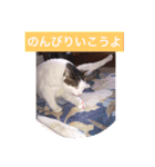 あっきんの猫 part 1     (吹き出し)（個別スタンプ：33）