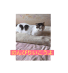 あっきんの猫 part 1     (吹き出し)（個別スタンプ：34）