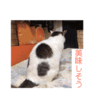 あっきんの猫 part 1     (吹き出し)（個別スタンプ：35）