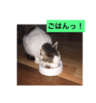 あっきんの猫 part 1     (吹き出し)（個別スタンプ：36）