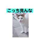 あっきんの猫 part 1     (吹き出し)（個別スタンプ：37）