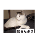 あっきんの猫 part 1     (吹き出し)（個別スタンプ：38）