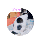 あっきんの猫 part 1     (吹き出し)（個別スタンプ：39）