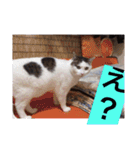 あっきんの猫 part 1     (吹き出し)（個別スタンプ：40）