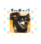 黒柴 まう（個別スタンプ：3）