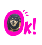 黒柴 まう（個別スタンプ：5）
