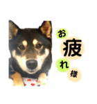 黒柴 まう（個別スタンプ：7）