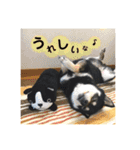 黒柴 まう（個別スタンプ：8）