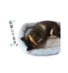 黒柴 まう（個別スタンプ：9）