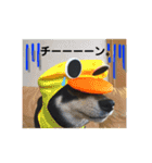 黒柴 まう（個別スタンプ：10）