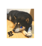 黒柴 まう（個別スタンプ：11）