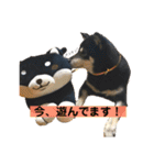 黒柴 まう（個別スタンプ：13）