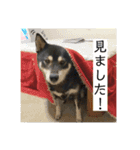黒柴 まう（個別スタンプ：14）