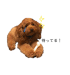 わが家のくるみちゃん★実写（個別スタンプ：8）