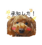 わが家のくるみちゃん★実写（個別スタンプ：11）