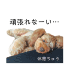 わが家のくるみちゃん★実写（個別スタンプ：25）