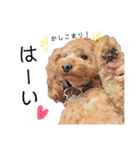 わが家のくるみちゃん★実写（個別スタンプ：33）