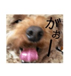 わが家のくるみちゃん★実写（個別スタンプ：37）