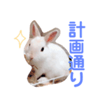こっちゃんとちーちゃん（個別スタンプ：10）