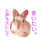 こっちゃんとちーちゃん（個別スタンプ：11）
