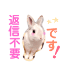 こっちゃんとちーちゃん（個別スタンプ：12）