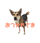 アークのスタンプ（個別スタンプ：13）