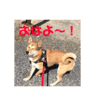 アークのスタンプ（個別スタンプ：14）