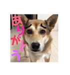 アークのスタンプ（個別スタンプ：24）