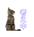 スコティッシュフォールドのハルくん（個別スタンプ：8）