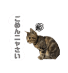 スコティッシュフォールドのハルくん（個別スタンプ：13）