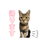 スコティッシュフォールドのハルくん（個別スタンプ：14）