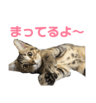 スコティッシュフォールドのハルくん（個別スタンプ：15）