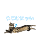 スコティッシュフォールドのハルくん（個別スタンプ：17）