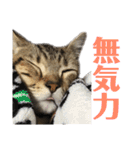 スコティッシュフォールドのハルくん（個別スタンプ：18）
