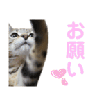 スコティッシュフォールドのハルくん（個別スタンプ：25）