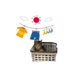 スコティッシュフォールドのハルくん（個別スタンプ：30）