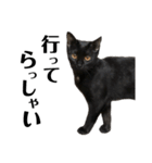 野良猫から完全室内飼いになった猫（個別スタンプ：1）