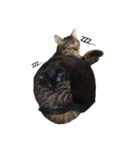 野良猫から完全室内飼いになった猫（個別スタンプ：8）